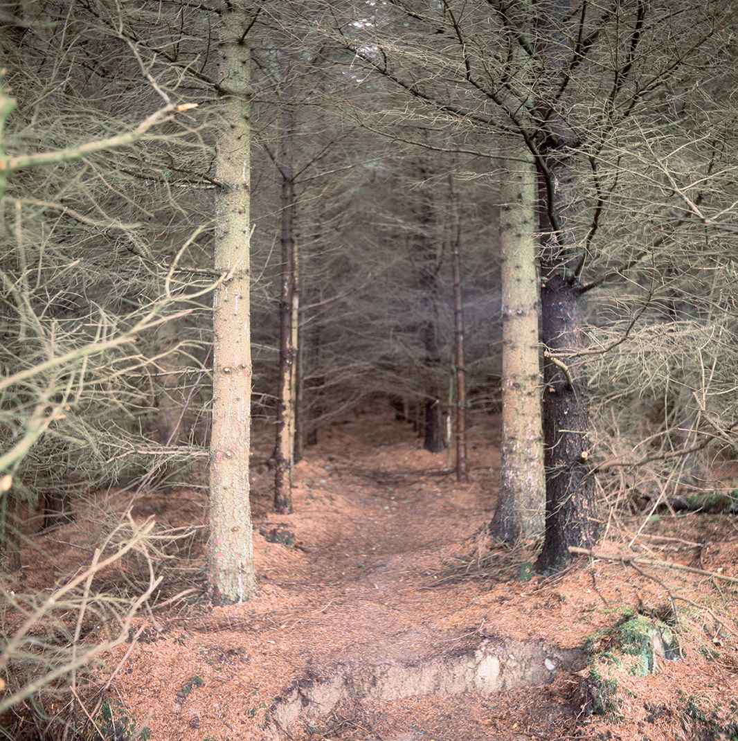 Forest Pitch photo